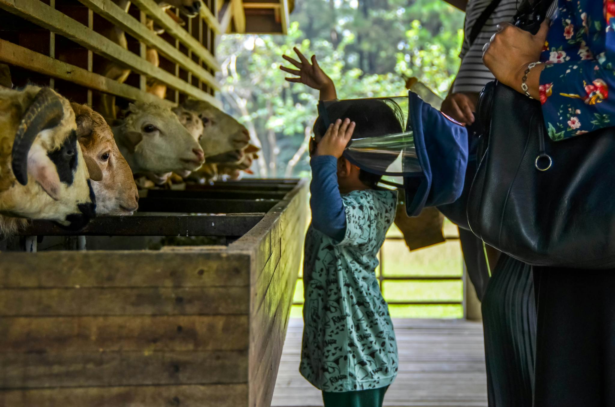 A young child curiously watches and interacts with sheep at a rural farm setting, accompanied by adults.