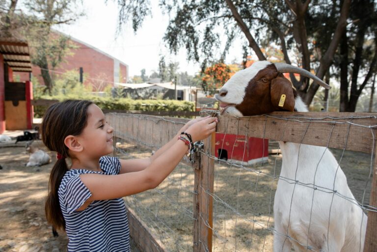 A young girl joyfully feeding a goat on a sunny day at the farm. Perfect depiction of outdoor fun.
