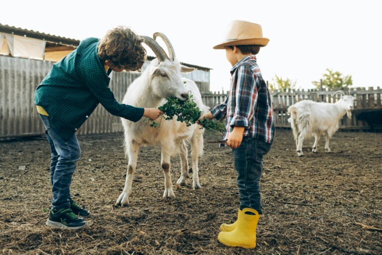Two children interact with goats on a rural farm, feeding them in the open setting.